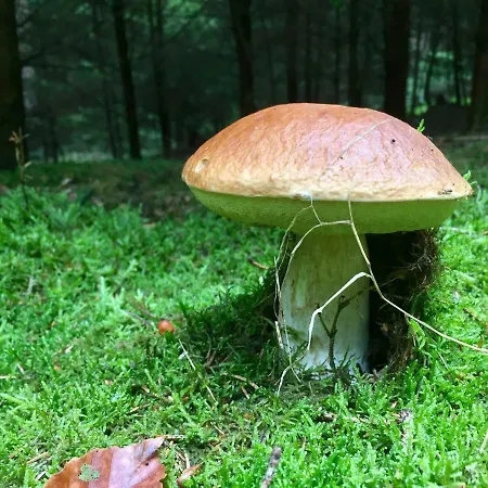 Auszeit-eifel Apartment