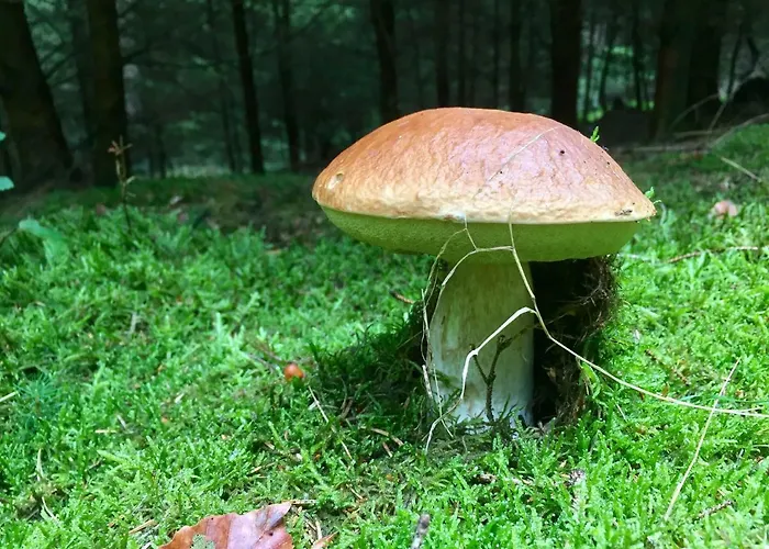 Auszeit-eifel Apartamento